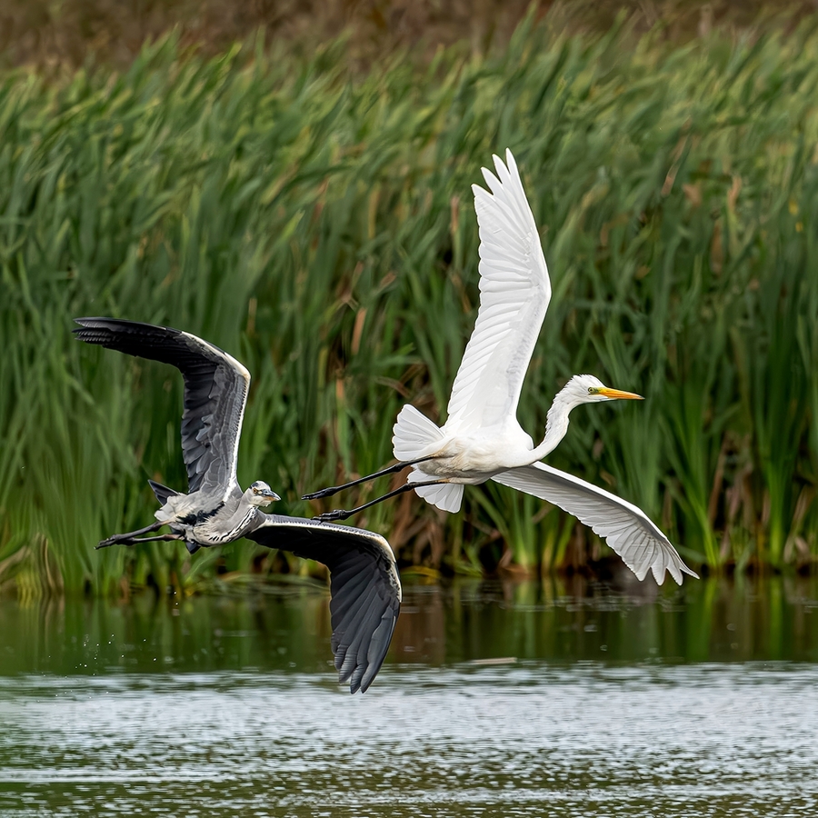 Great White Egret & Grey  Heron     -     Steve Bird    -    Commended